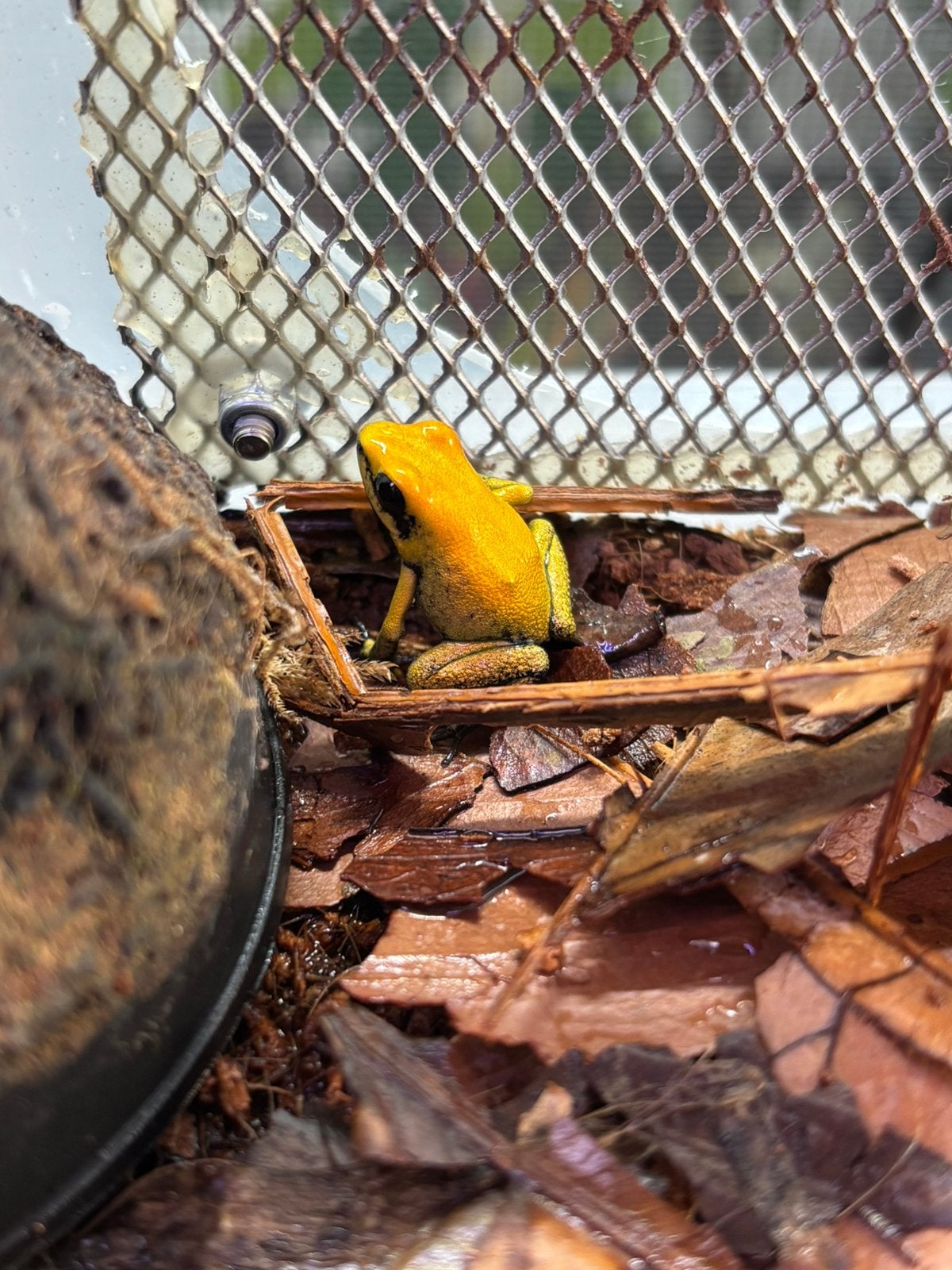 Phyllobates bicolor Frog photo 2