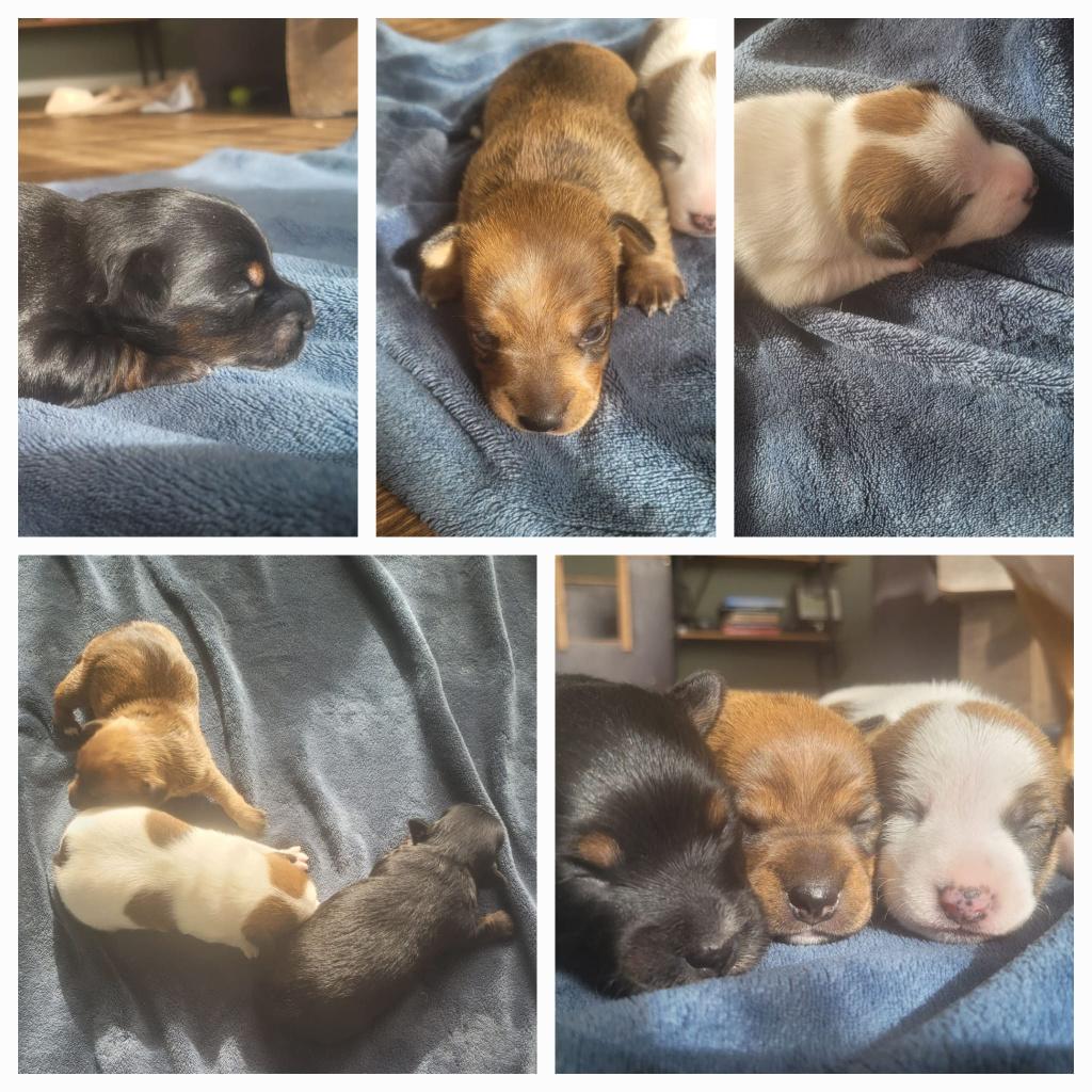 Jack Russel pups, Jack Russell Terriër, 8 tot 15 weken, Teef, Parvo