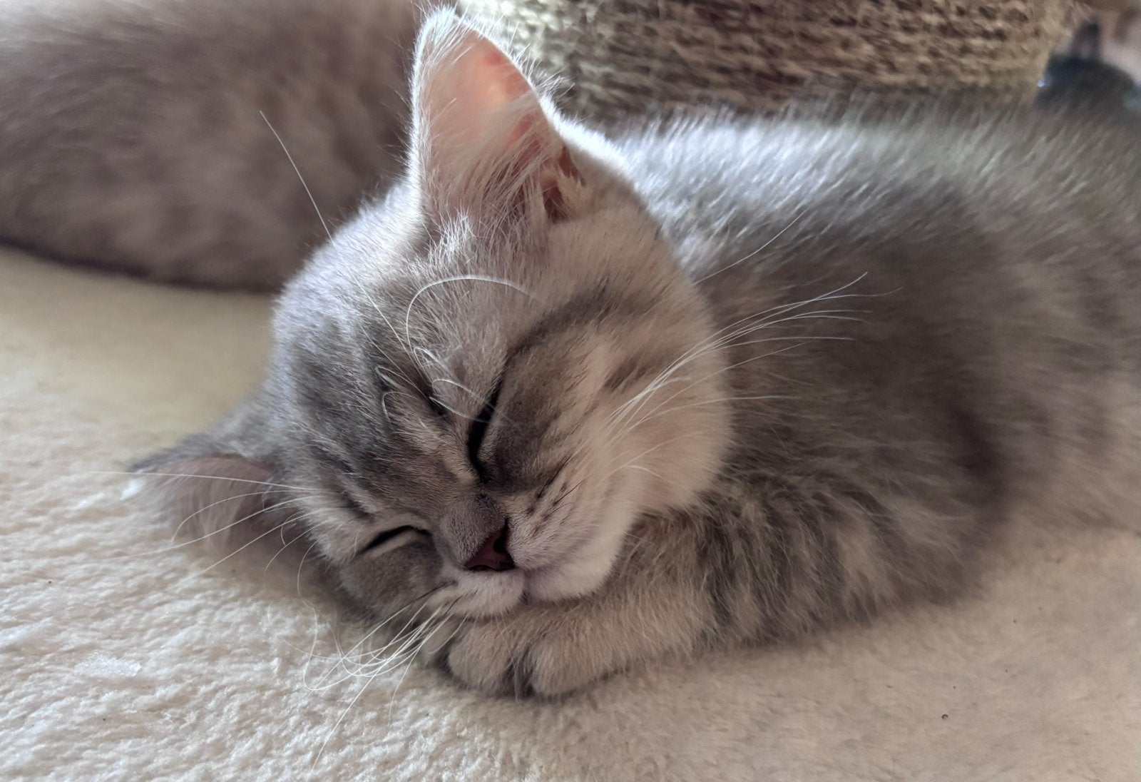 Ontzettend mooie Brits korthaar kittens, Meerdere dieren, Kortharig, 0 tot 2 jaar