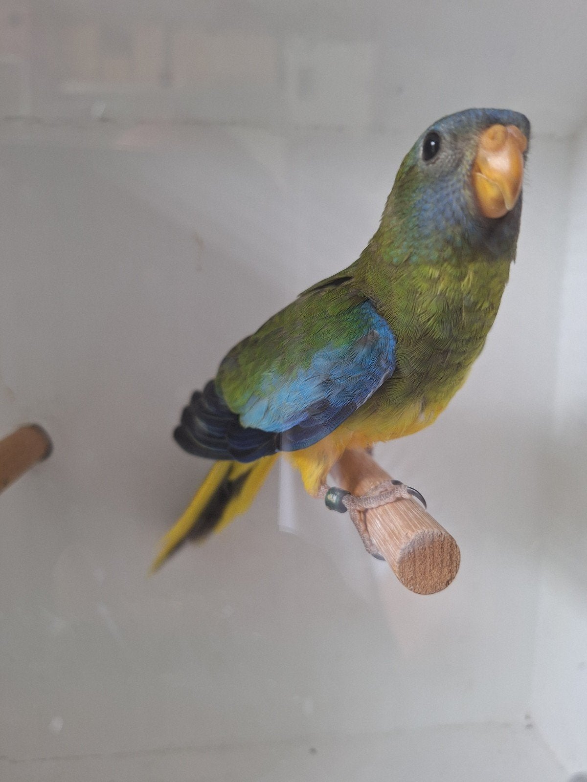 splendid parkiet, Dieren en Toebehoren, Geslacht onbekend, Parkiet