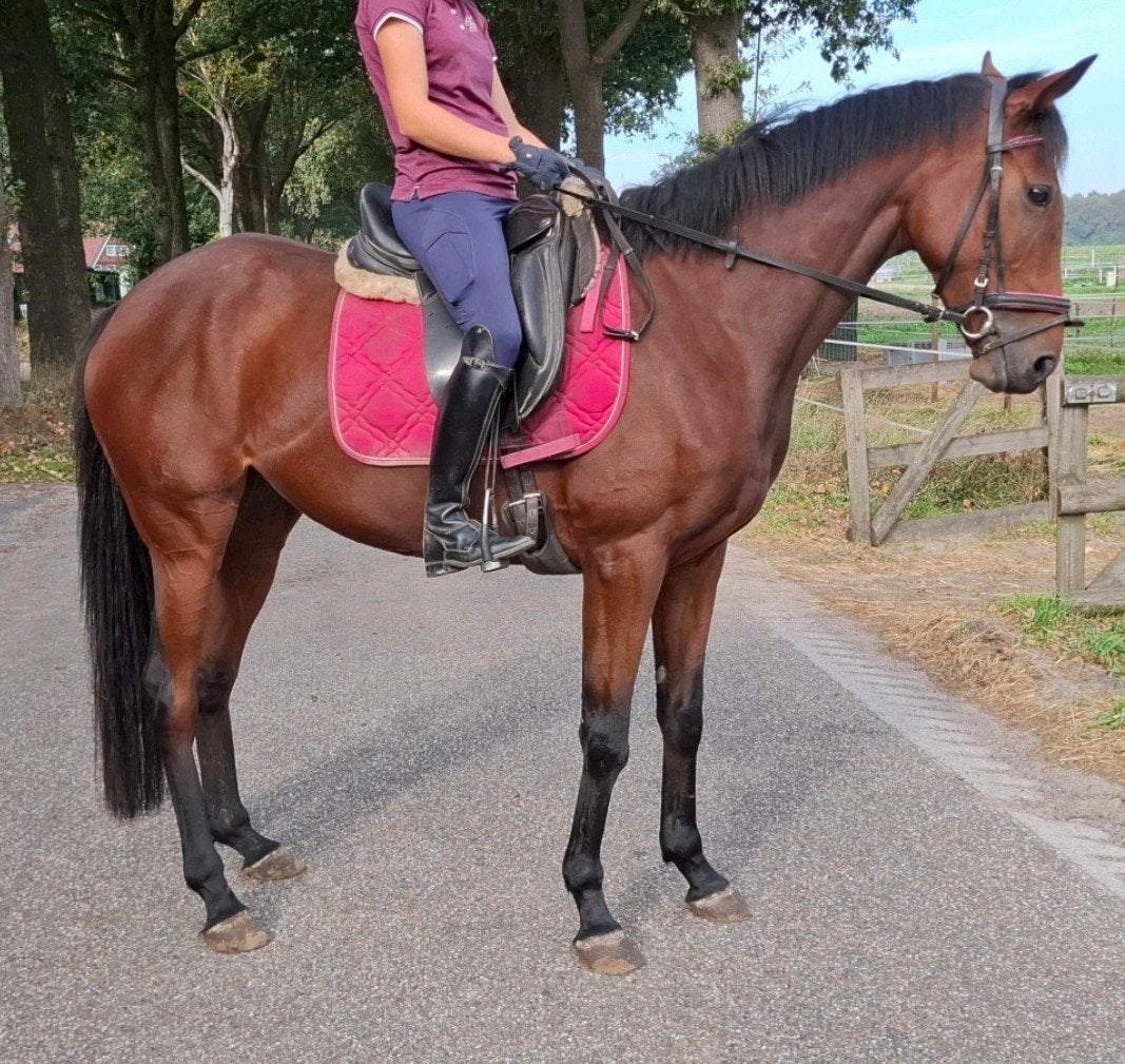 Superbrave 5,5  jr voor recreatie-manege-sport 1,62 mtr, Merrie, 3 tot 6 jaar, 160 tot 165 cm, Recreatiepaard