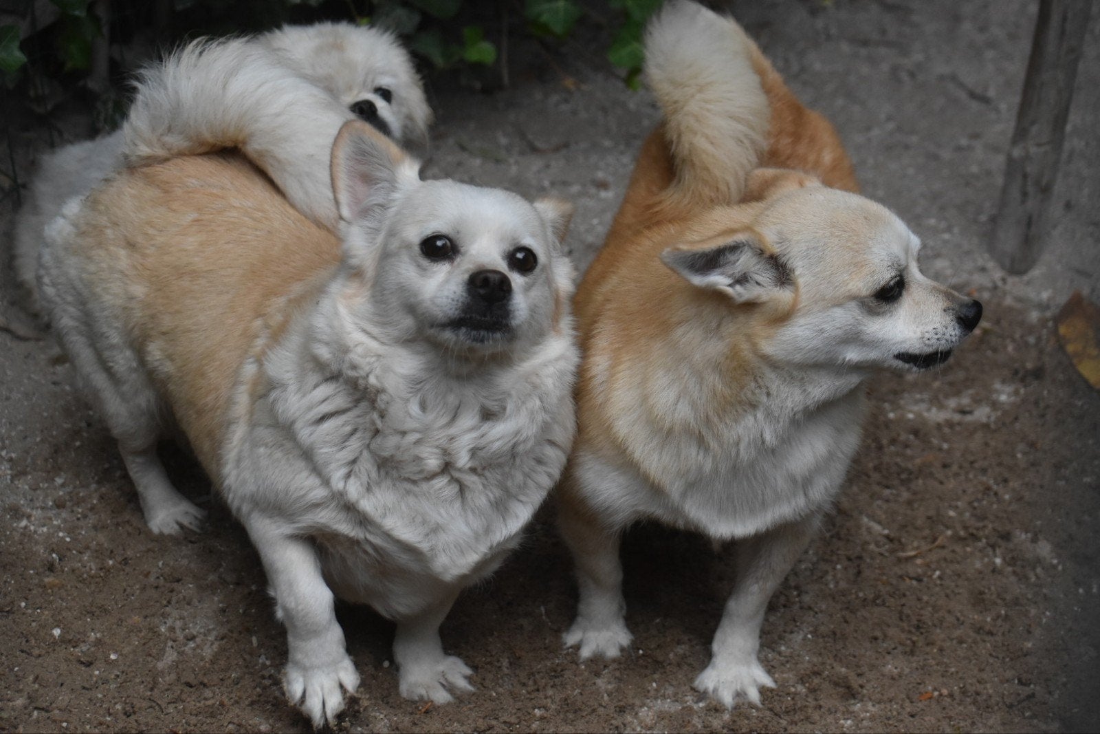 mama en dochter kruising Shiba, Dieren en Toebehoren, Honden | Niet-rashonden, CDV (hondenziekte), 1 tot 2 jaar, Teef, Meerdere