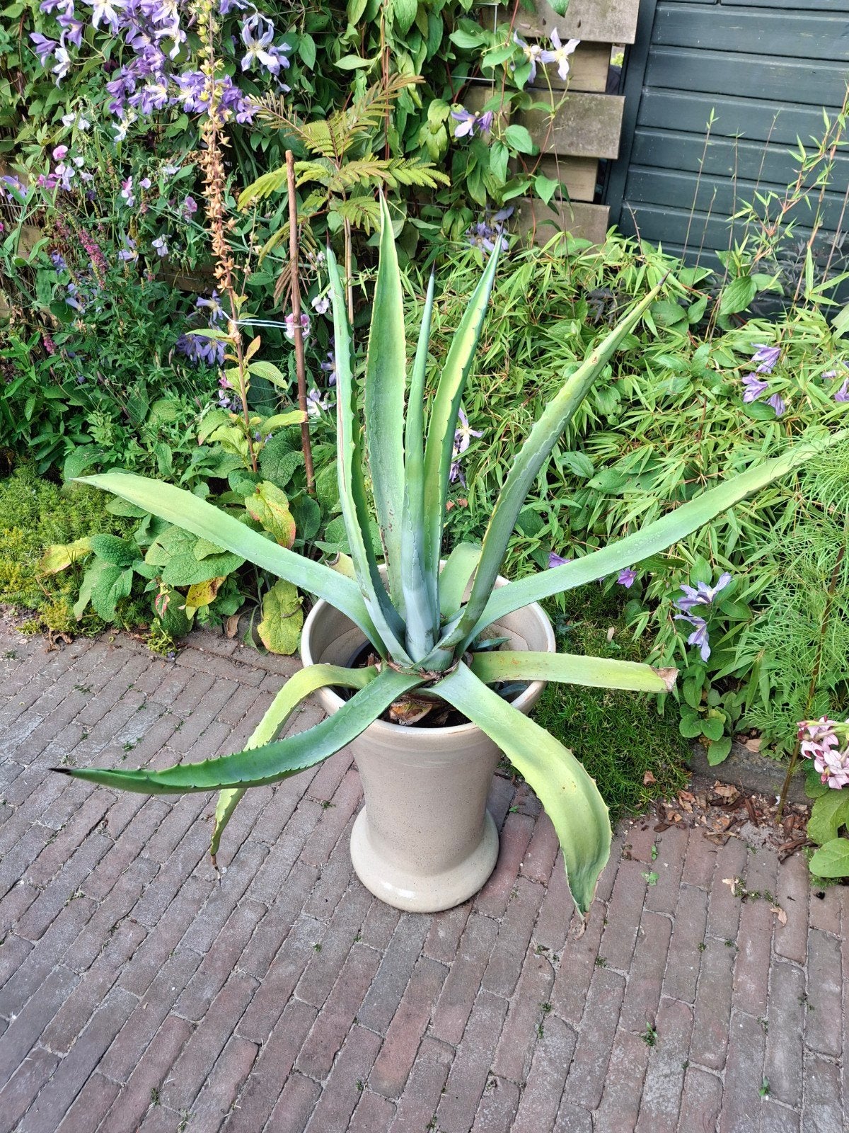 Agave, Ophalen, Bloeit niet, Overige soorten, Volle zon