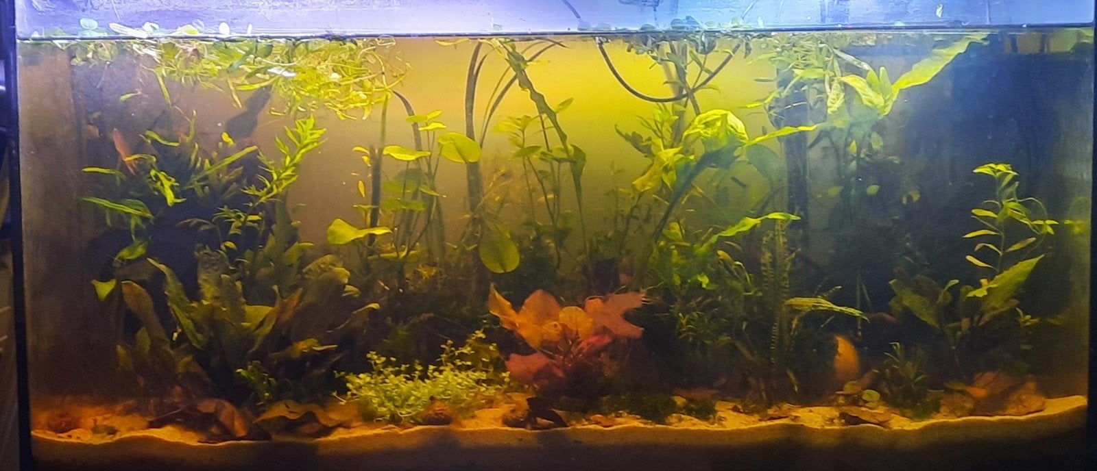 Aquariumplanten, Dieren en Toebehoren, Vissen | Aquaria en Toebehoren, Ophalen of Verzenden, Plant(en), Steen of Hout