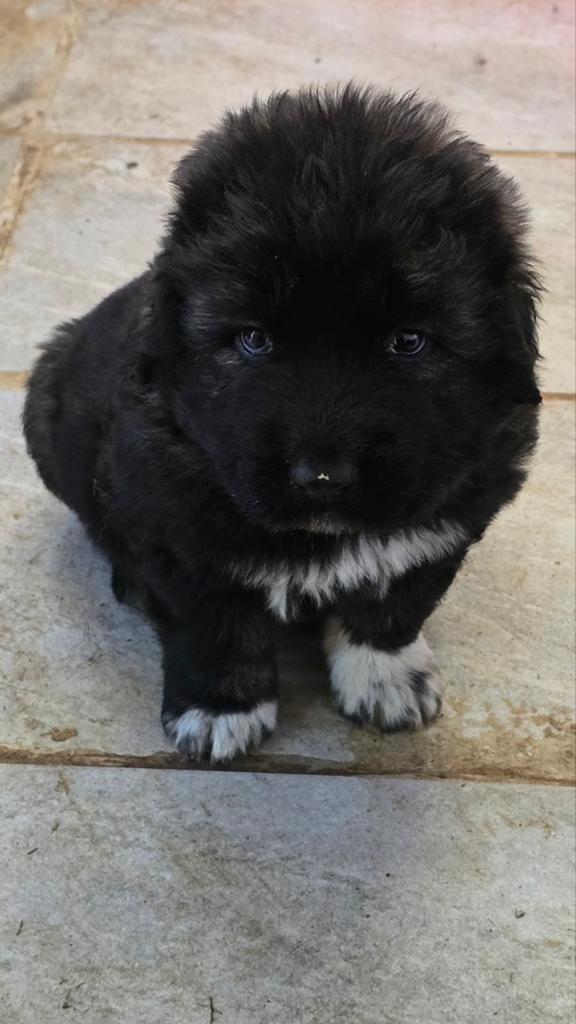 Caucasian Ovcharka pups, Dieren en Toebehoren, Overige rassen, 8 tot 15 weken, Parvo, Meerdere