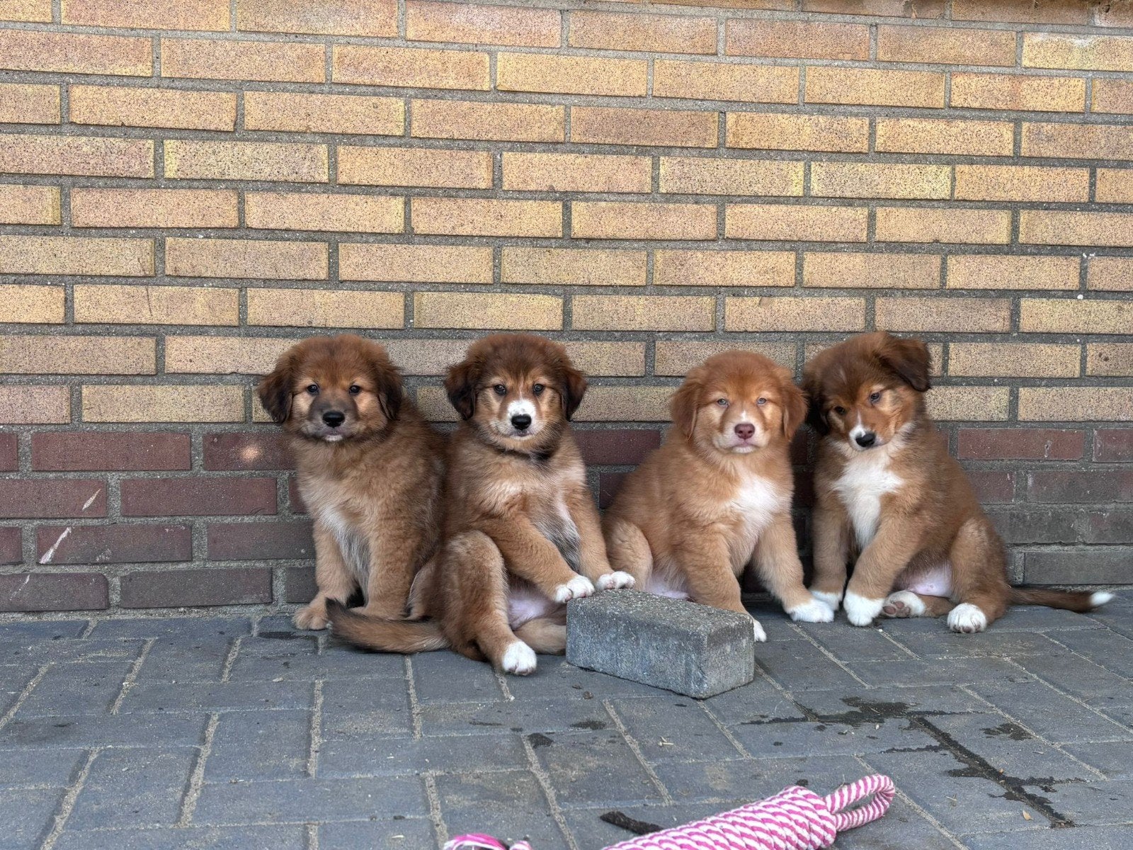 Toller x Australian shepherd pups!, Parvo, Overige rassen, 8 tot 15 weken, Meerdere