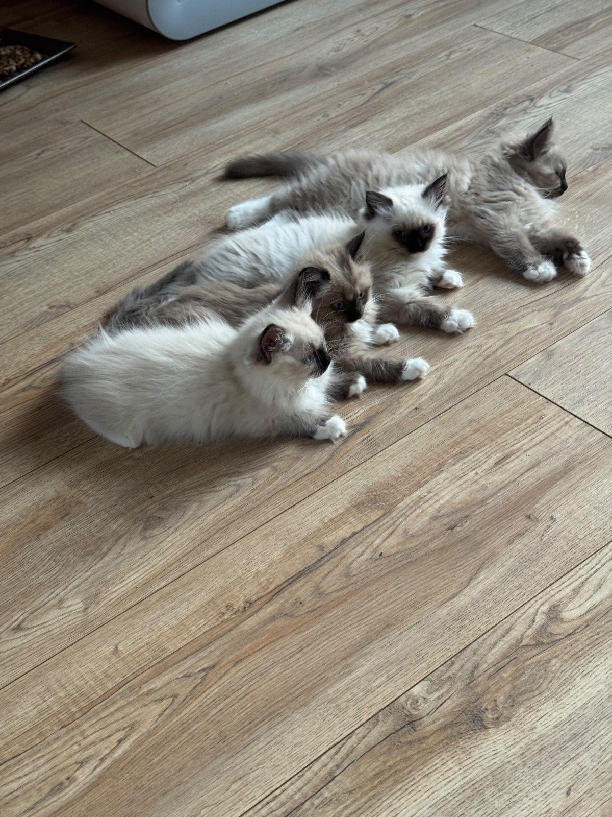 Prachtige Ragdoll kittens mét stamboom (1 Poesje & 3 Katers), Meerdere dieren, Met stamboom, 0 tot 2 jaar