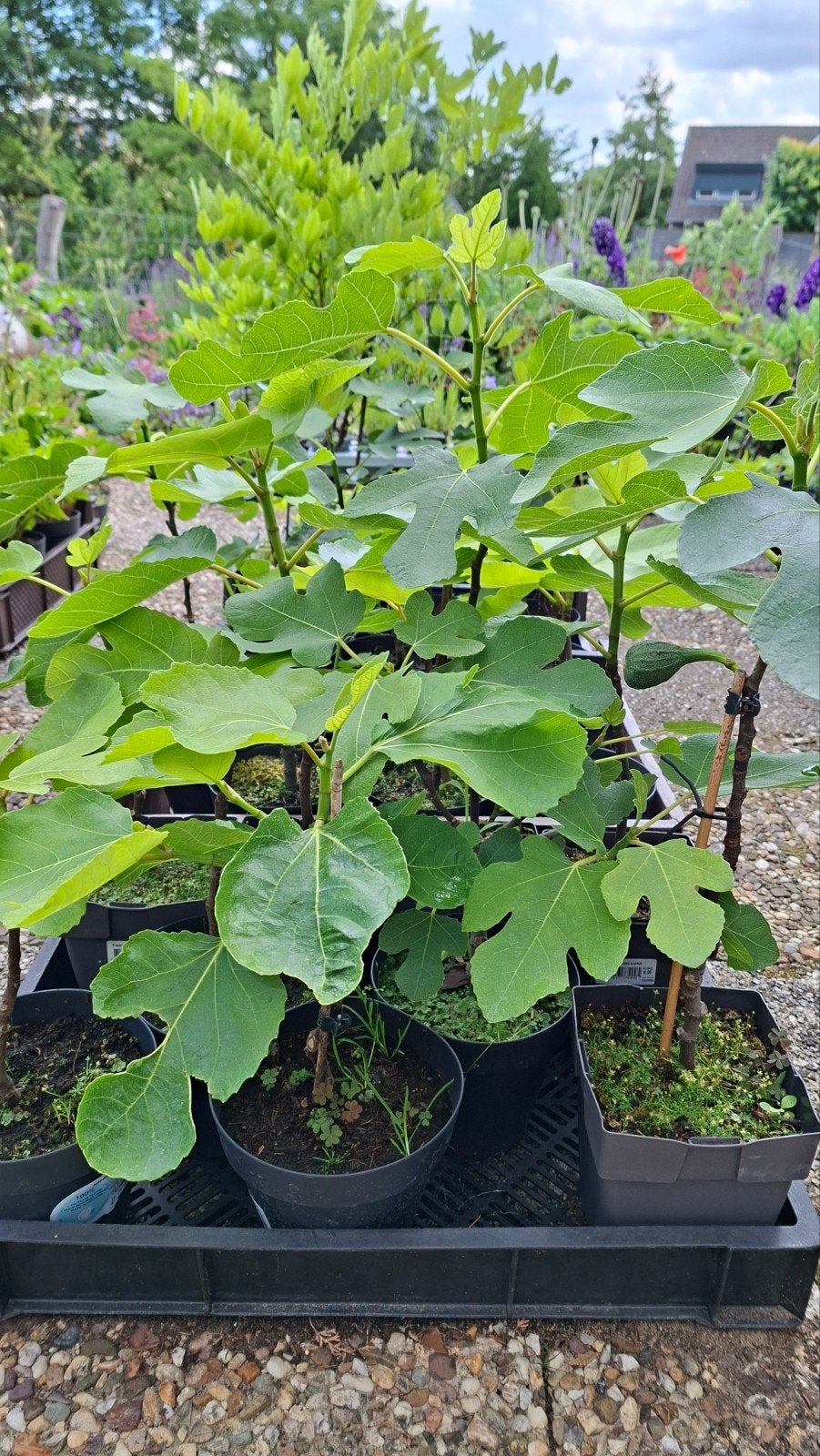 Vijgenboom Ficus Carica (Brown Turkey), Tuin en Terras, Ophalen, Minder dan 100 cm, In pot, Vijgenboom