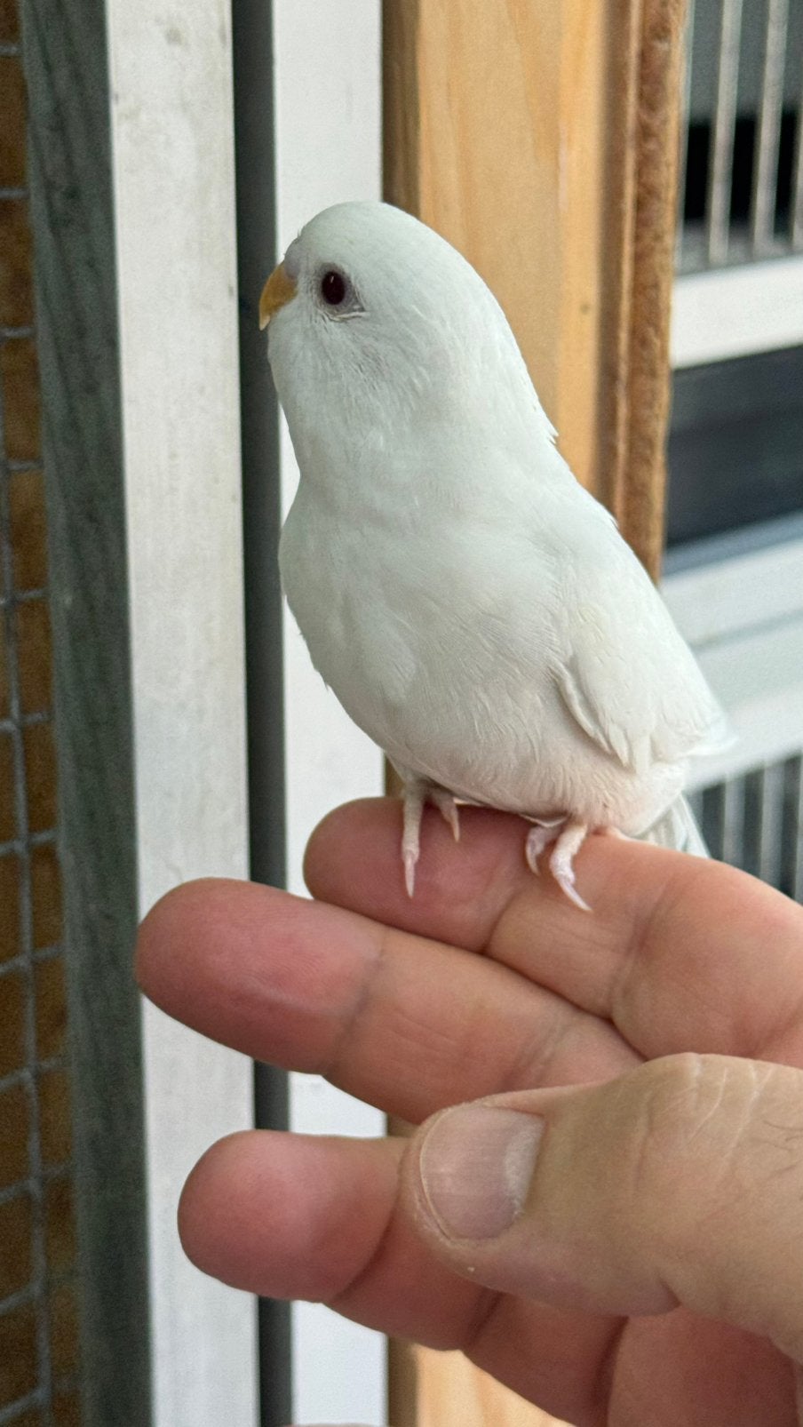 Mooie jonge grasparkieten, Meerdere dieren, Parkiet, Tam