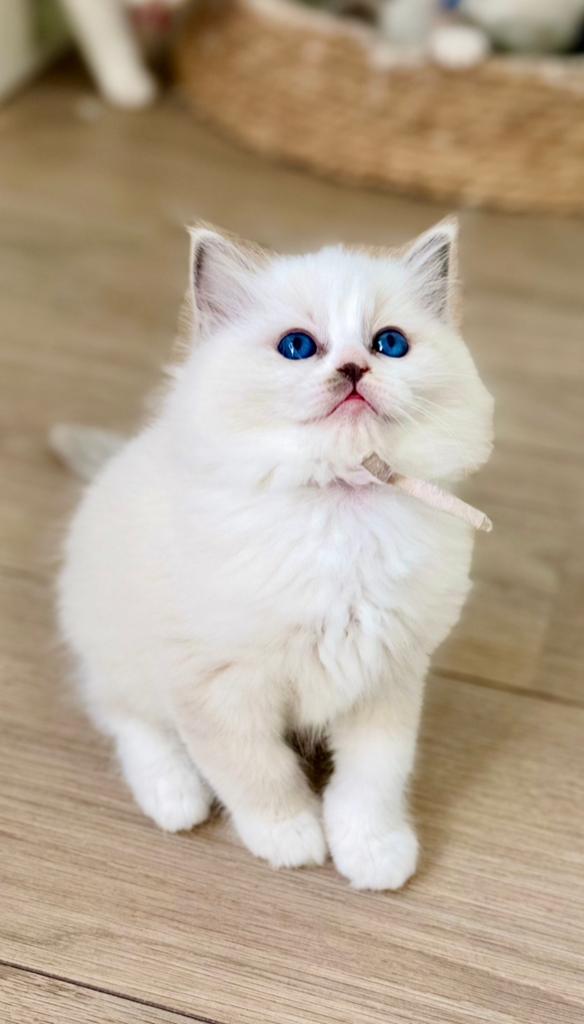 Ragdoll kitten Met Stamboom fokken, Dieren en Toebehoren, Katten en Kittens | Raskatten | Langhaar, Poes, Met stamboom, 0 tot 2 jaar