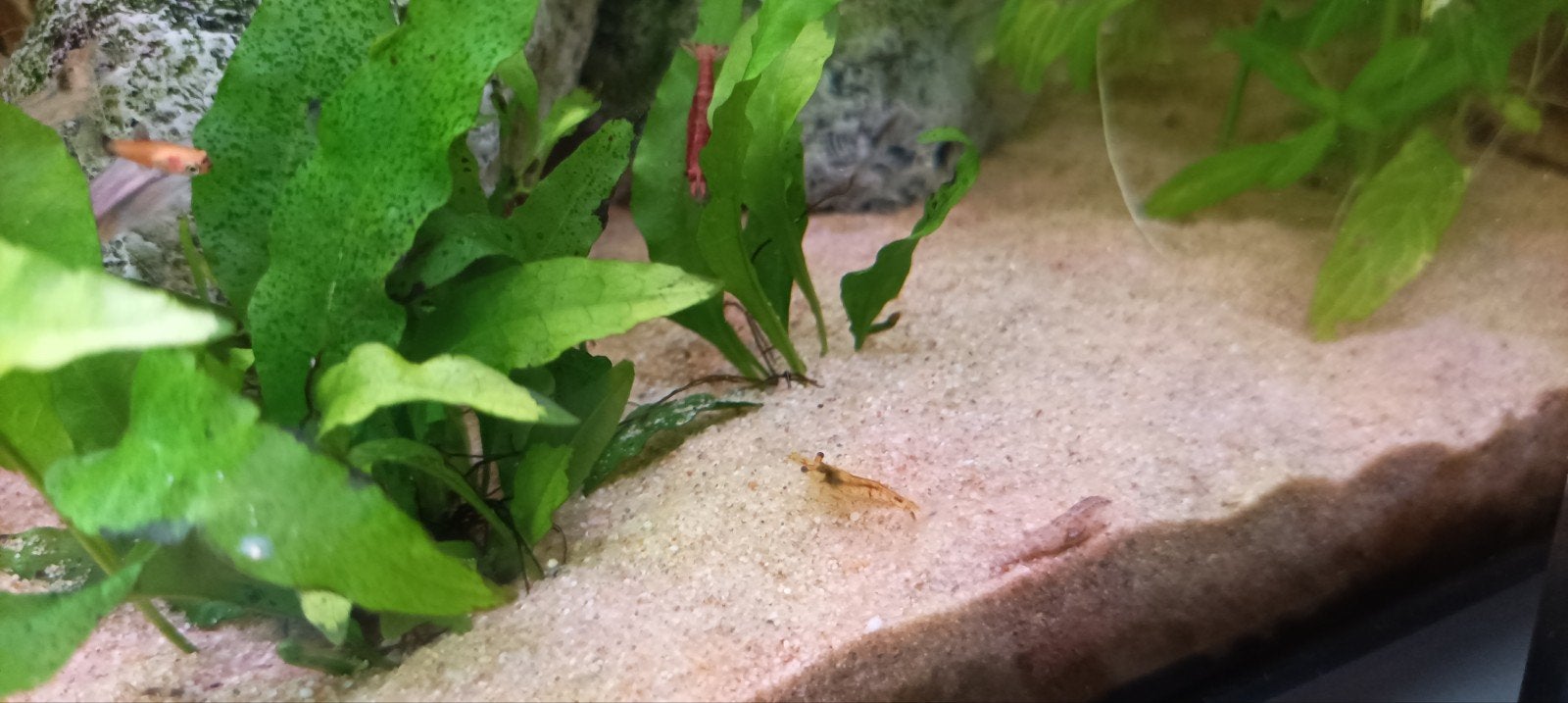 vuur garnalen te ruil, Kreeft, Krab of Garnaal