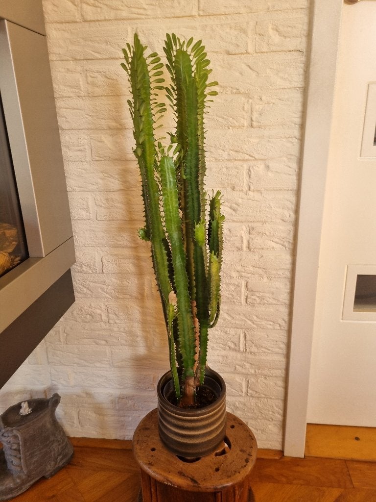 2: mooie Euphorbia cactus, Huis en Inrichting, Ophalen, 100 tot 150 cm, Cactus, Volle zon