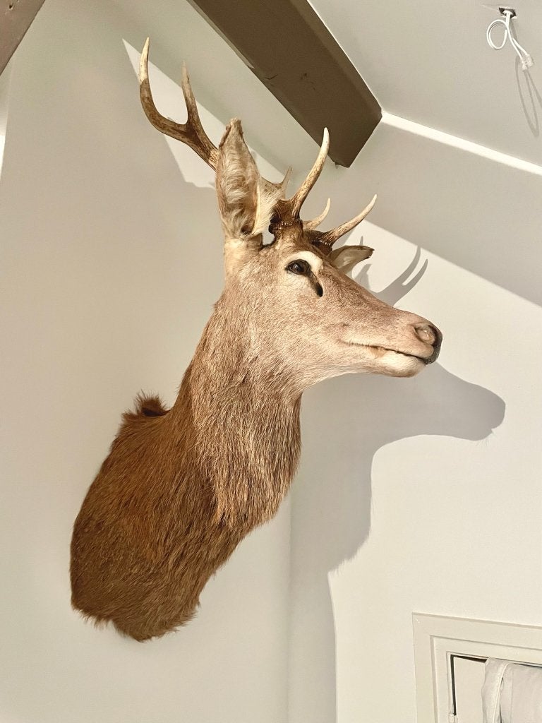 Uniek groot edelhert, Ophalen, Zo goed als nieuw, Beeldje of Figuurtje