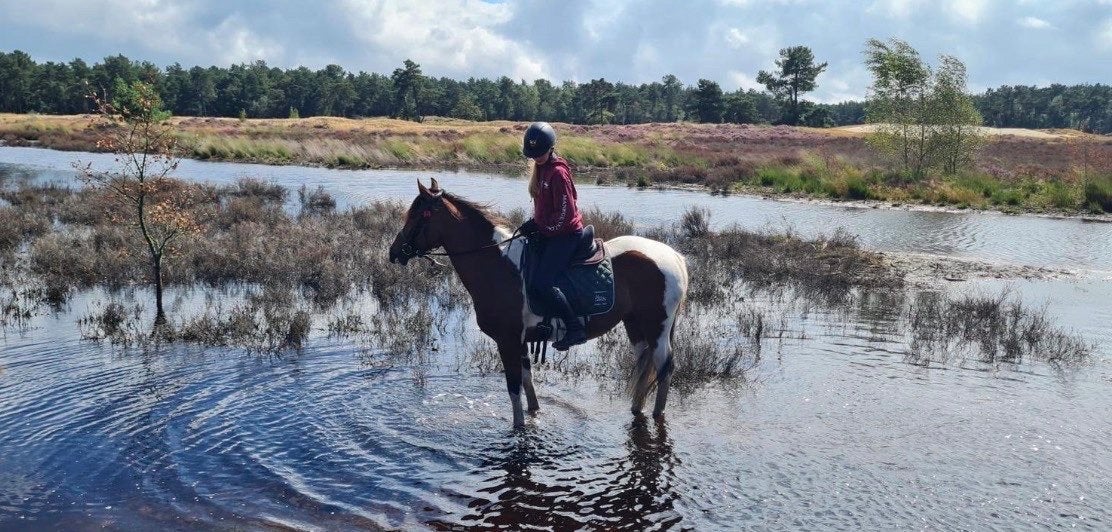 verzorg/lease pony/paard gezocht! verzorger aangeboden!, Ophalen of Verzenden