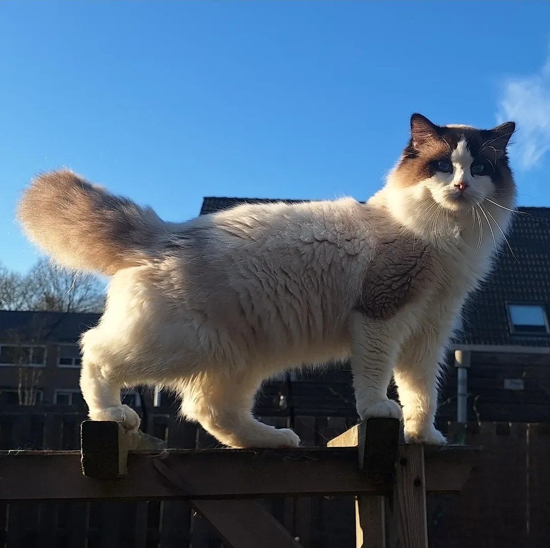 Ervaren dekkater ragdoll Seal Bicolour, Dieren en Toebehoren, Kater