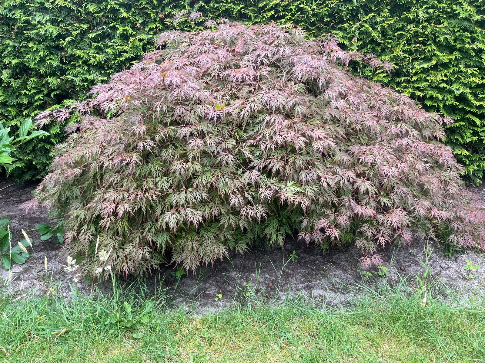 Japanse Esdoorn (Acer palmatum) - mag in okt/nov weg, Volle zon, Vaste plant, Bloeit niet, Ophalen