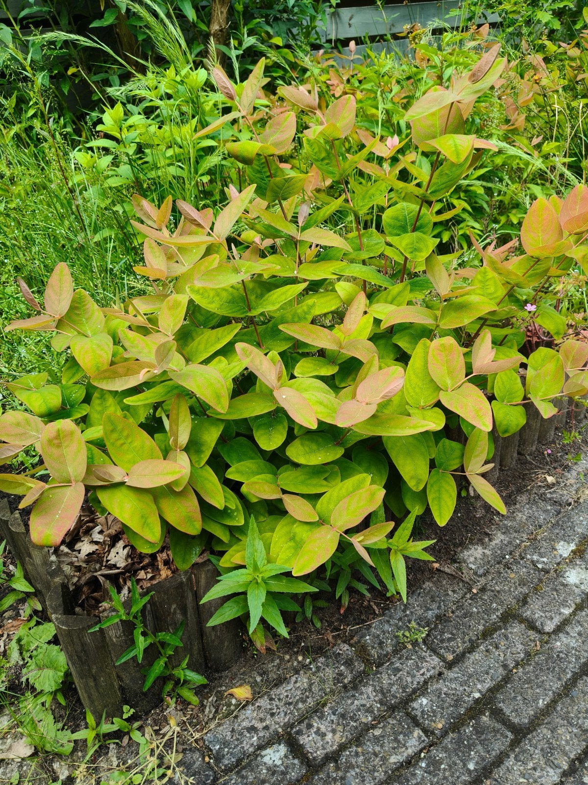 Struikjes zelf uitspitten, Ophalen, Overige soorten, Struik, Minder dan 100 cm