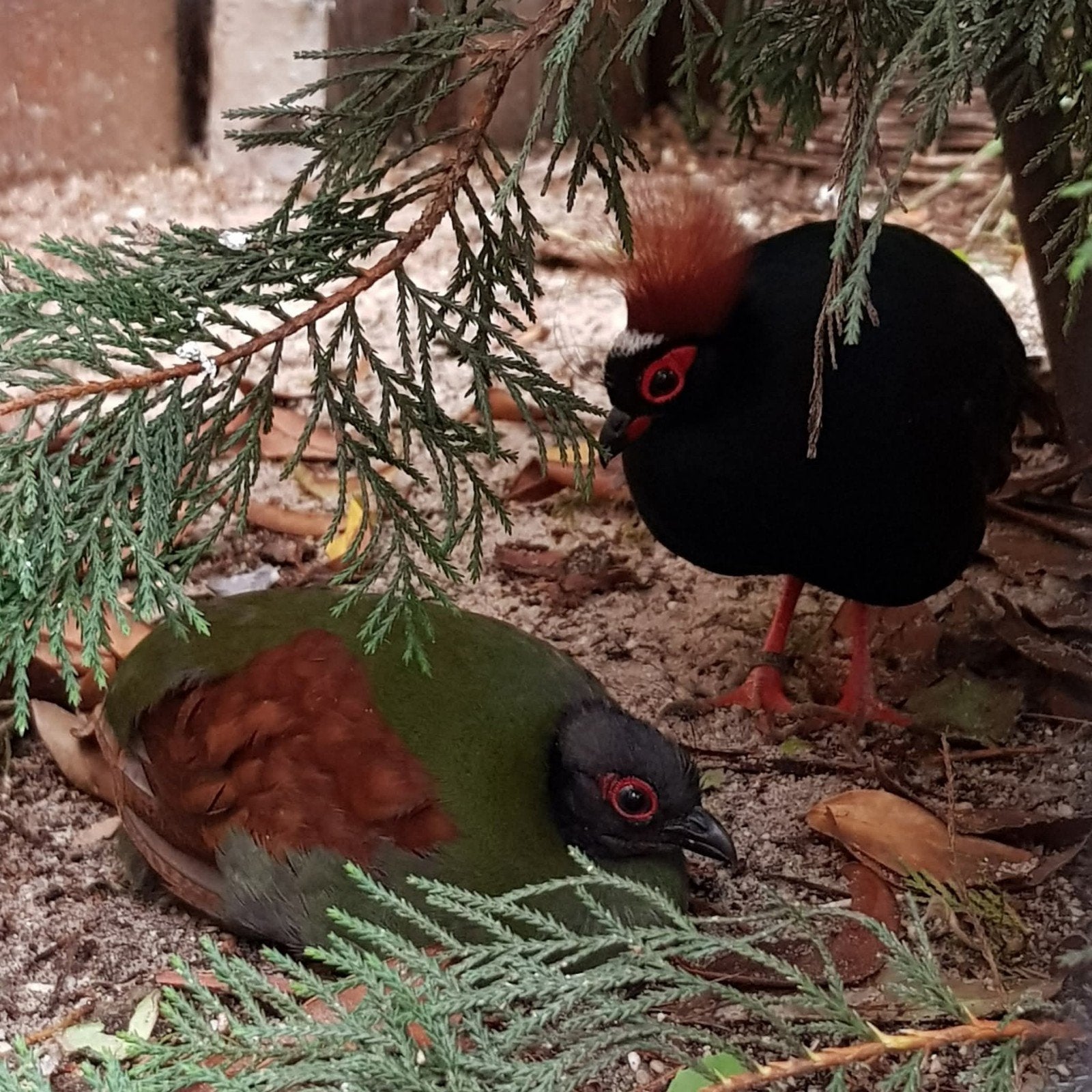 Broedeieren Roulroul roul roul, Dieren en Toebehoren, Geslacht onbekend, Tropenvogel