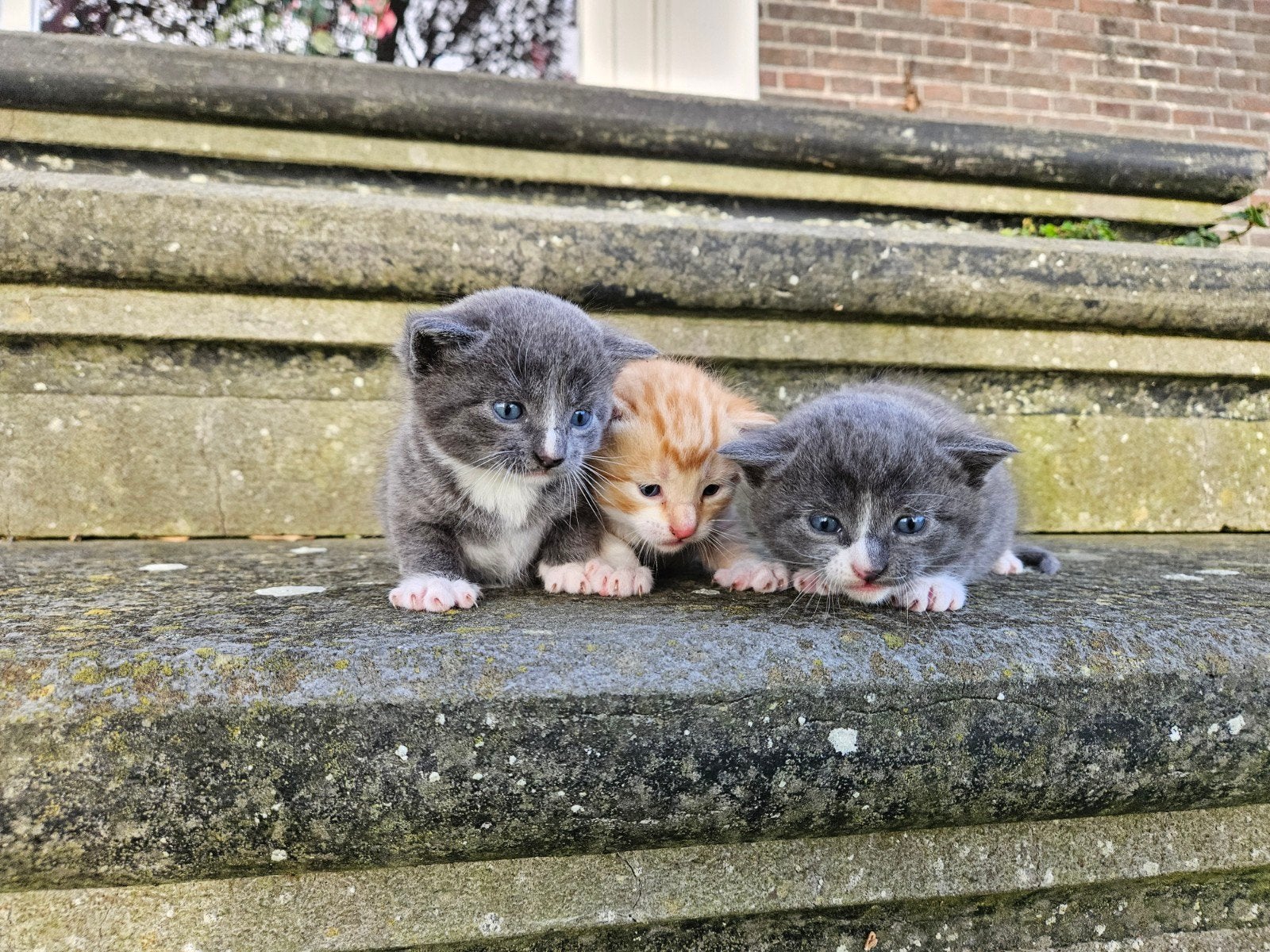 Lieve kittens zoeken huisje, Meerdere dieren