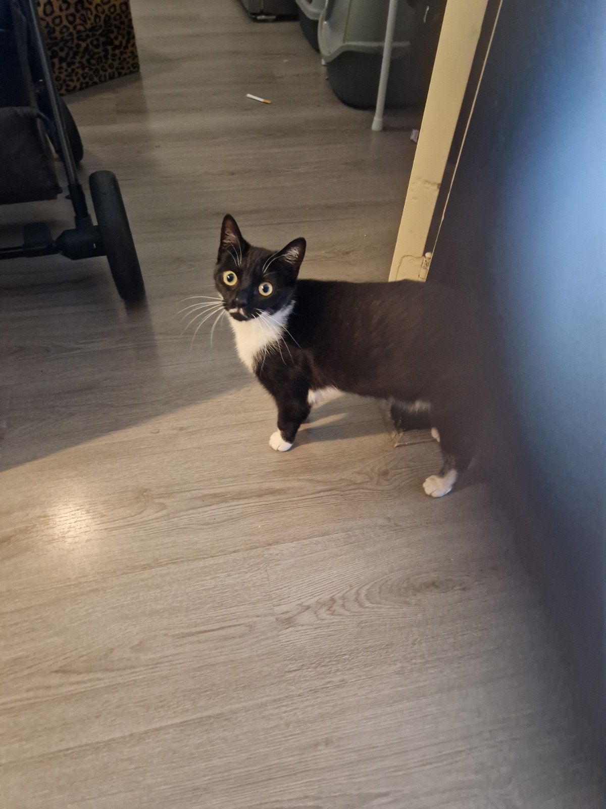 poesje, Poes