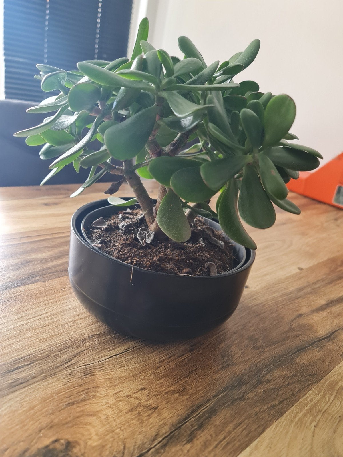 Mooie jadeplant met sierpot, Ophalen, Halfschaduw, Minder dan 100 cm