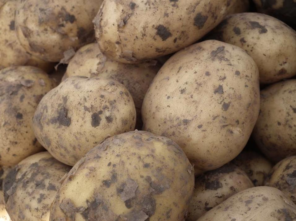 Aardappelen Agria 5 euro per 10 kilo, 40 euro per 100 kilo, Diversen, Levensmiddelen, Ophalen