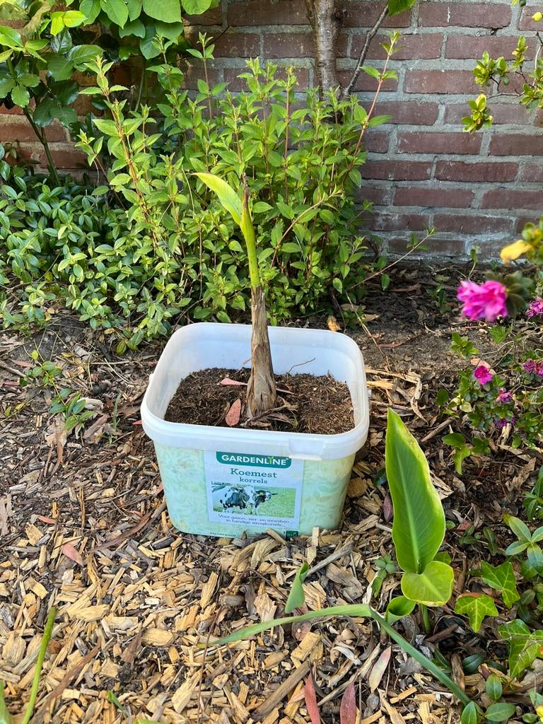 Musa basjoo bananen planten, Tuin en Terras, Ophalen, Minder dan 100 cm, Overige soorten, Zomer