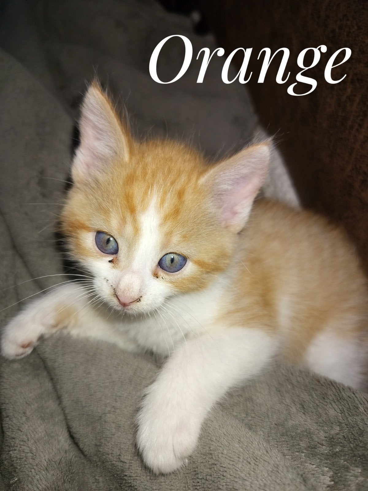 Unieke Maine Coon kruising kittens, Dieren en Toebehoren, Katten en Kittens | Raskatten | Langhaar, Meerdere dieren, Ontwormd