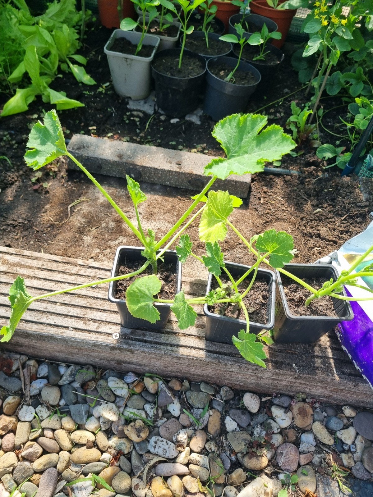 Courgette kas plantje, Tuin en Terras, Ophalen, Eenjarig, Groenteplanten, Volle zon