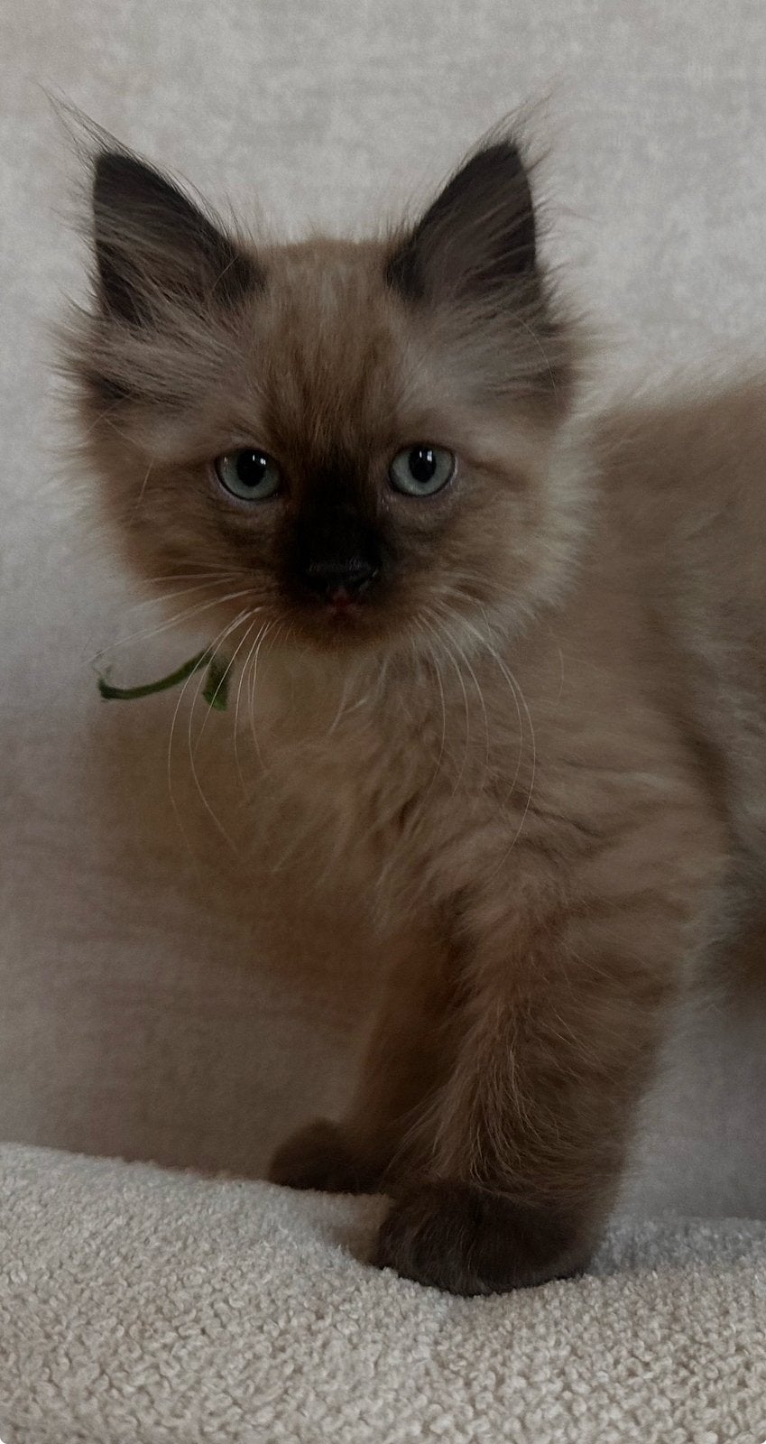 Ragdoll kittens met garantie mogen verhuizen, Meerdere dieren, Gechipt, 0 tot 2 jaar