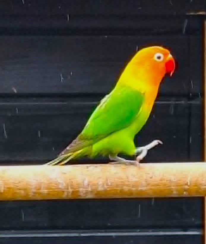 agapornis fischeri dwergpapegaai, Dieren en Toebehoren, Vogels | Parkieten en Papegaaien, Geslacht onbekend, Dwergpapegaai of Agapornis