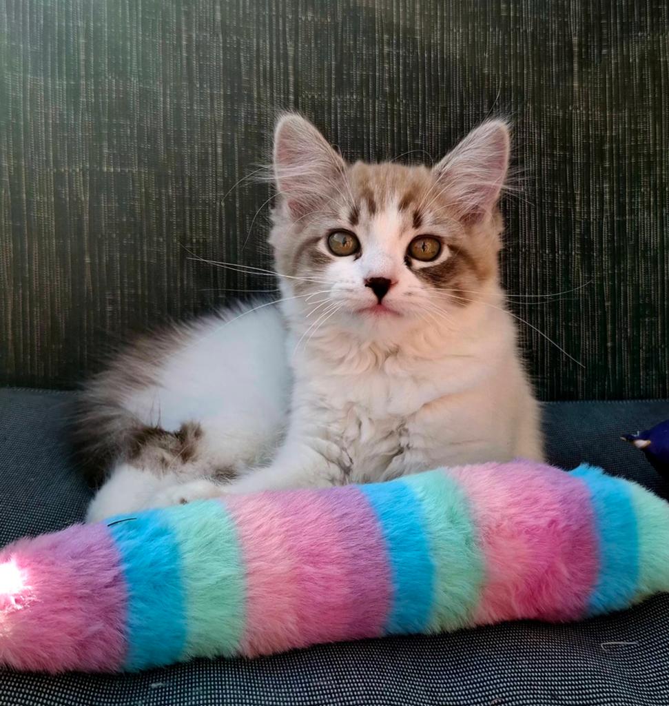 Kitten Siberische Neva Masquerade met 25% Ragdoll, Meerdere dieren, Ontwormd, 0 tot 2 jaar