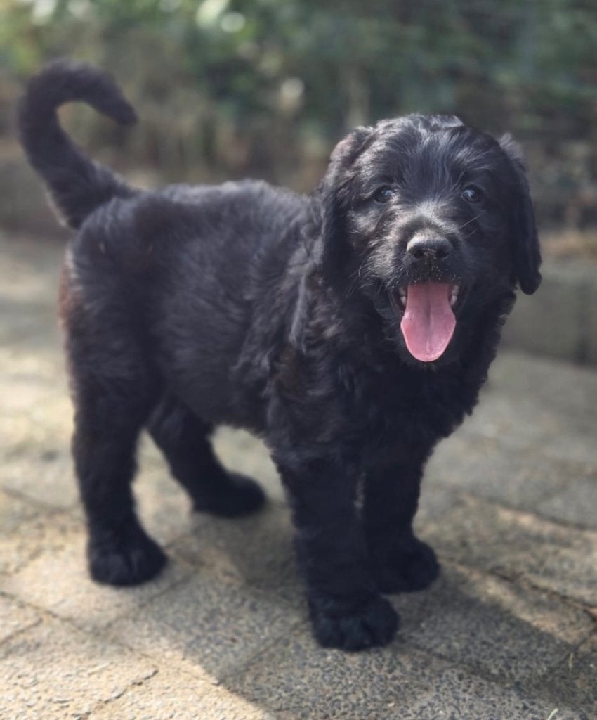 Mooie, gezonde zwarte labradoodle pups!, Nederland, Parvo, Overige rassen, 8 tot 15 weken