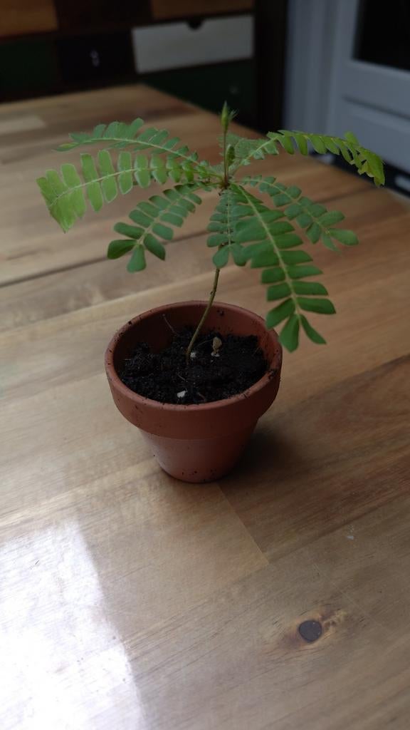 Biophytum Sensitivum - Mini Palm / Zuiderzeepalm terrarium, Ophalen of Verzenden, Overige soorten, Volle zon