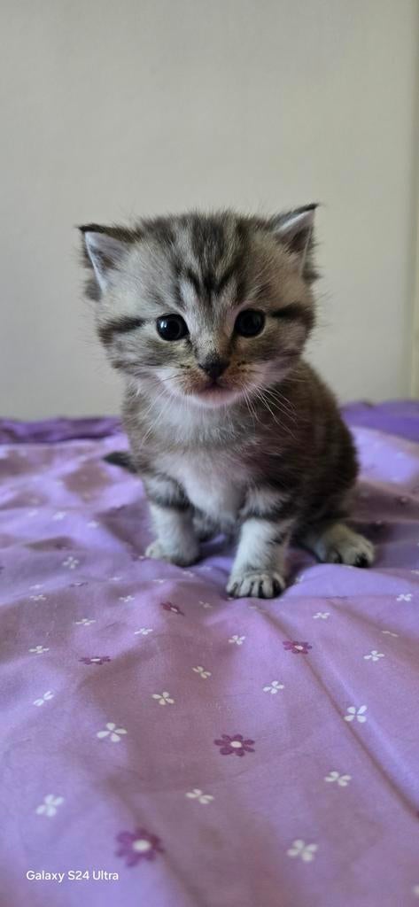Prachtige Kittens: Maine Coon x Britse Korthaar (Katers), Kater, Ontwormd