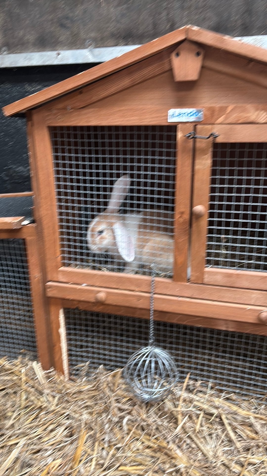 Konijnen te koop met toebehoren, Dieren en Toebehoren, Ophalen of Verzenden, Zo goed als nieuw, Kooi, Minder dan 60 cm