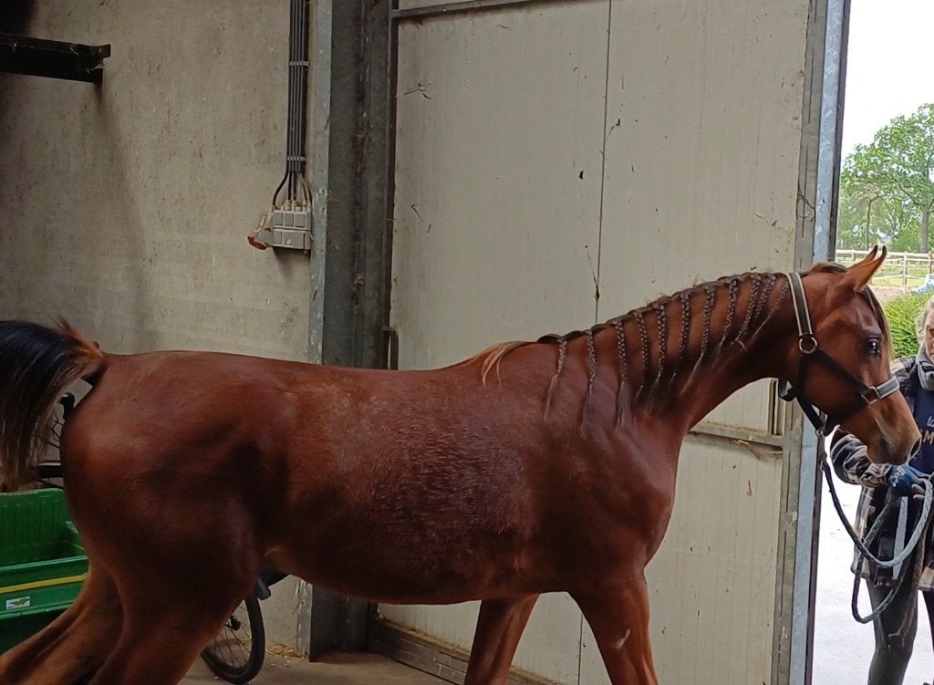 Arabische Volbloed Exagon os jaarling hengst, Minder dan 160 cm, Met stamboom, Niet van toepassing, 0 tot 2 jaar