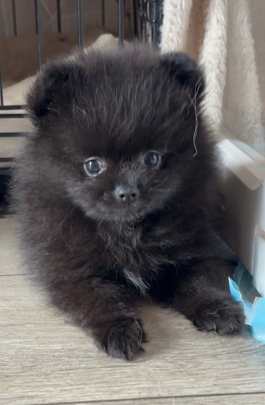 Pomeriaan pups, Parvo, Keeshond, 8 tot 15 weken, Meerdere