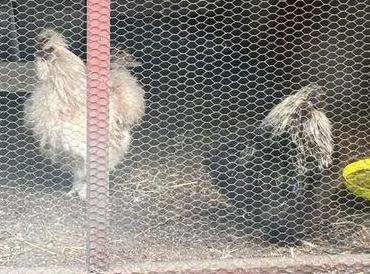Zijdehoender haan, Dieren en Toebehoren, Pluimvee, Mannelijk, Kip