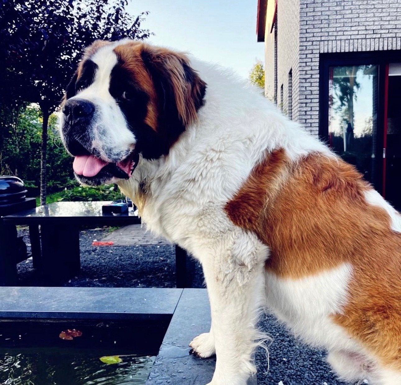 Sint-Bernard reu van 3 jaar zoekt nieuw thuis, Dieren en Toebehoren, Parvo, Reu, Groot, Eén hond