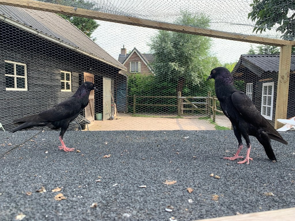 Zwarte brunners van dit jaar, Meerdere dieren, Kropper