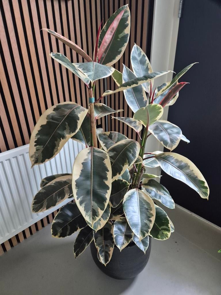 Ficus Elastica Belize - Rubberplant 3 takken - 120CM, Tuin en Terras, Planten | Tuinplanten, Vaste plant, Overige soorten, Volle zon