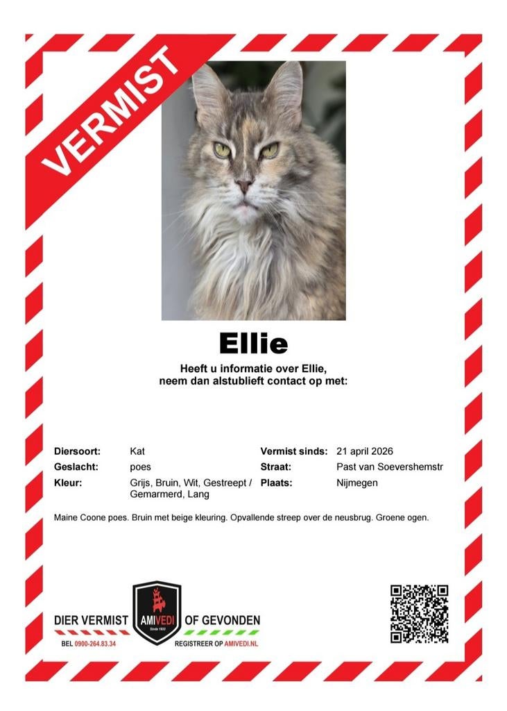 Ellie is vermist. Beloning 400 euro!, Kat