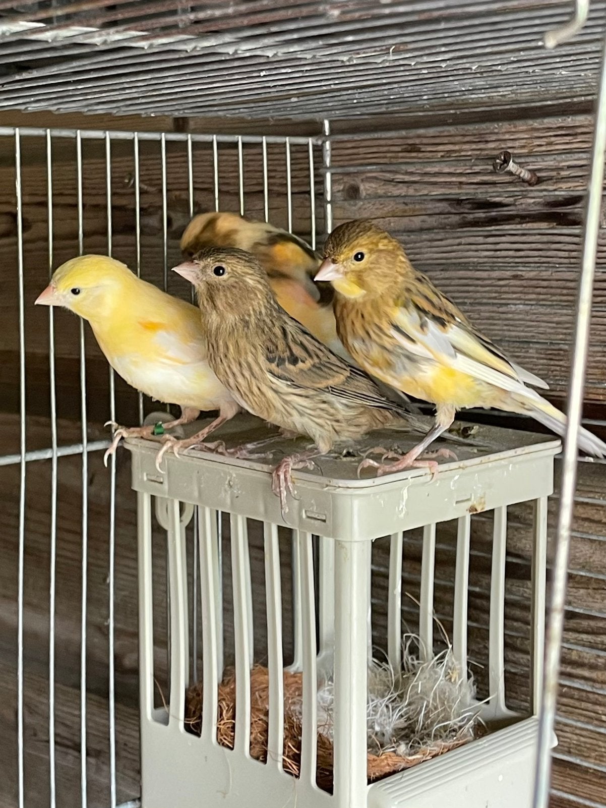 Mooi prachtig verschillende kleuren kanaries te koop, Dieren en Toebehoren, Vogels | Kanaries, Meerdere dieren, Kleurkanarie