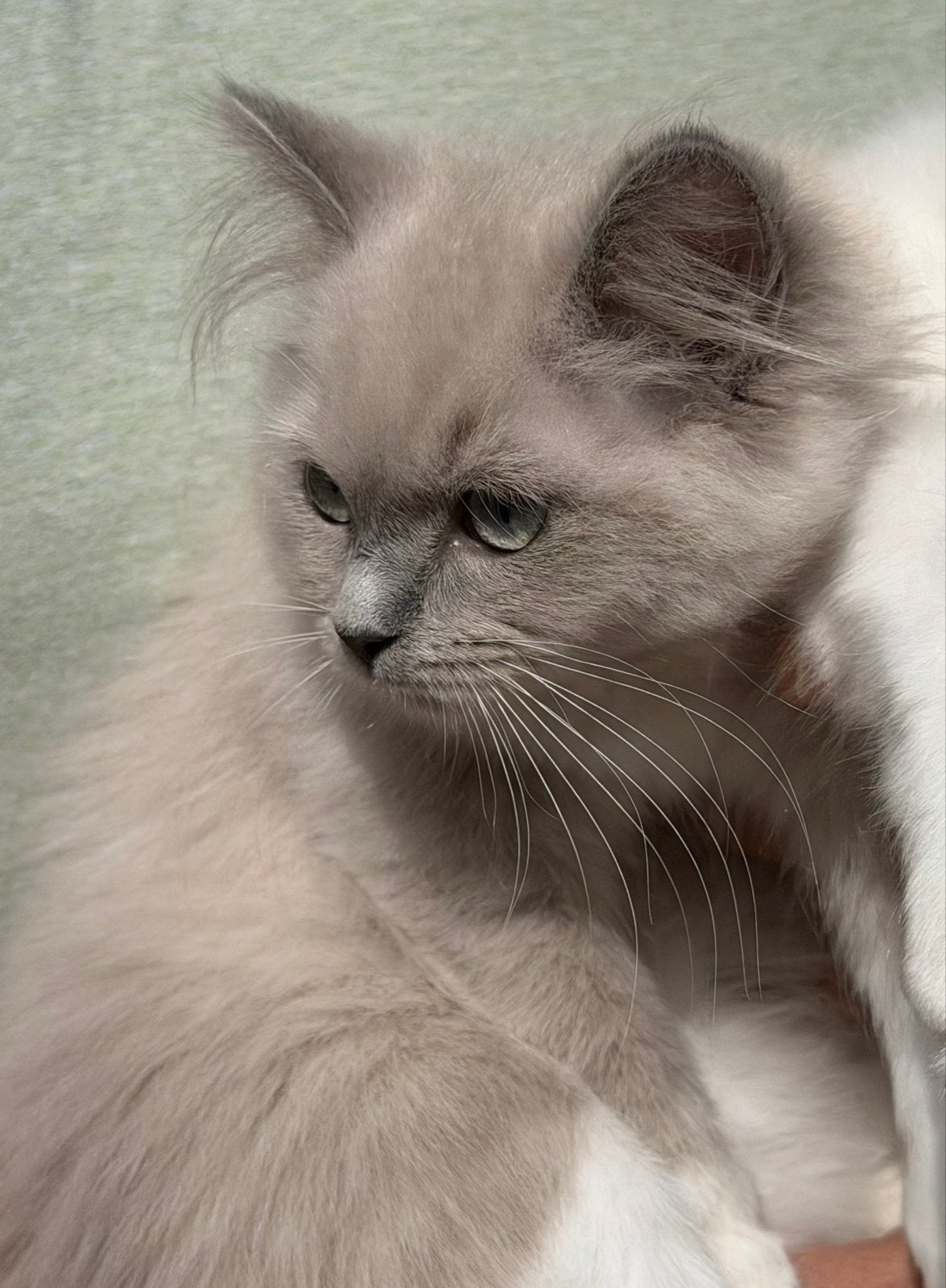 Prachtige Ragdoll kittens zoeken een liefdevol thuis, Poes, Gechipt, 0 tot 2 jaar