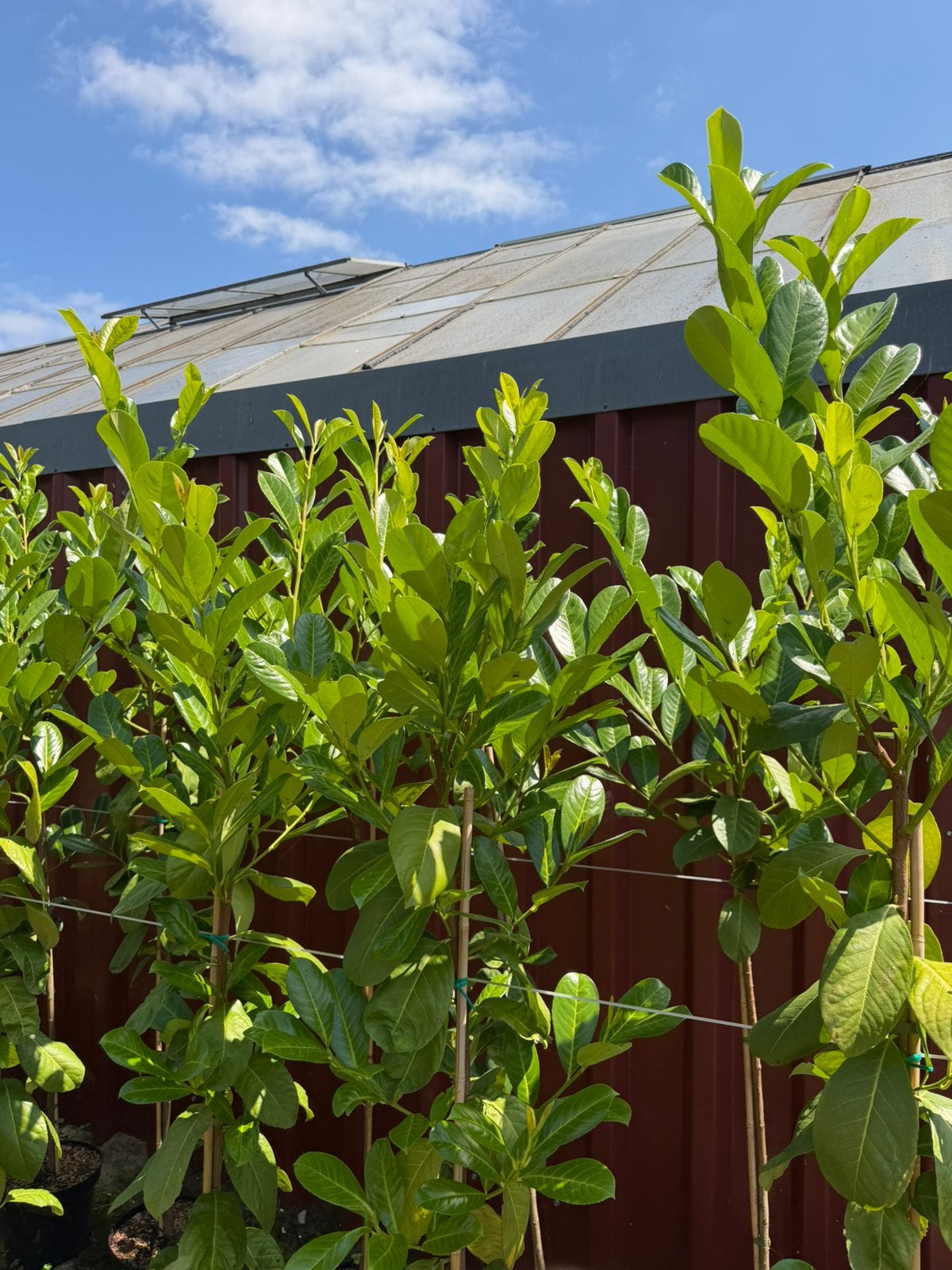 Partij laurier rotundifolia op stam, Tuin en Terras, Planten | Struiken en Hagen, Ophalen, Laurier, 100 tot 250 cm