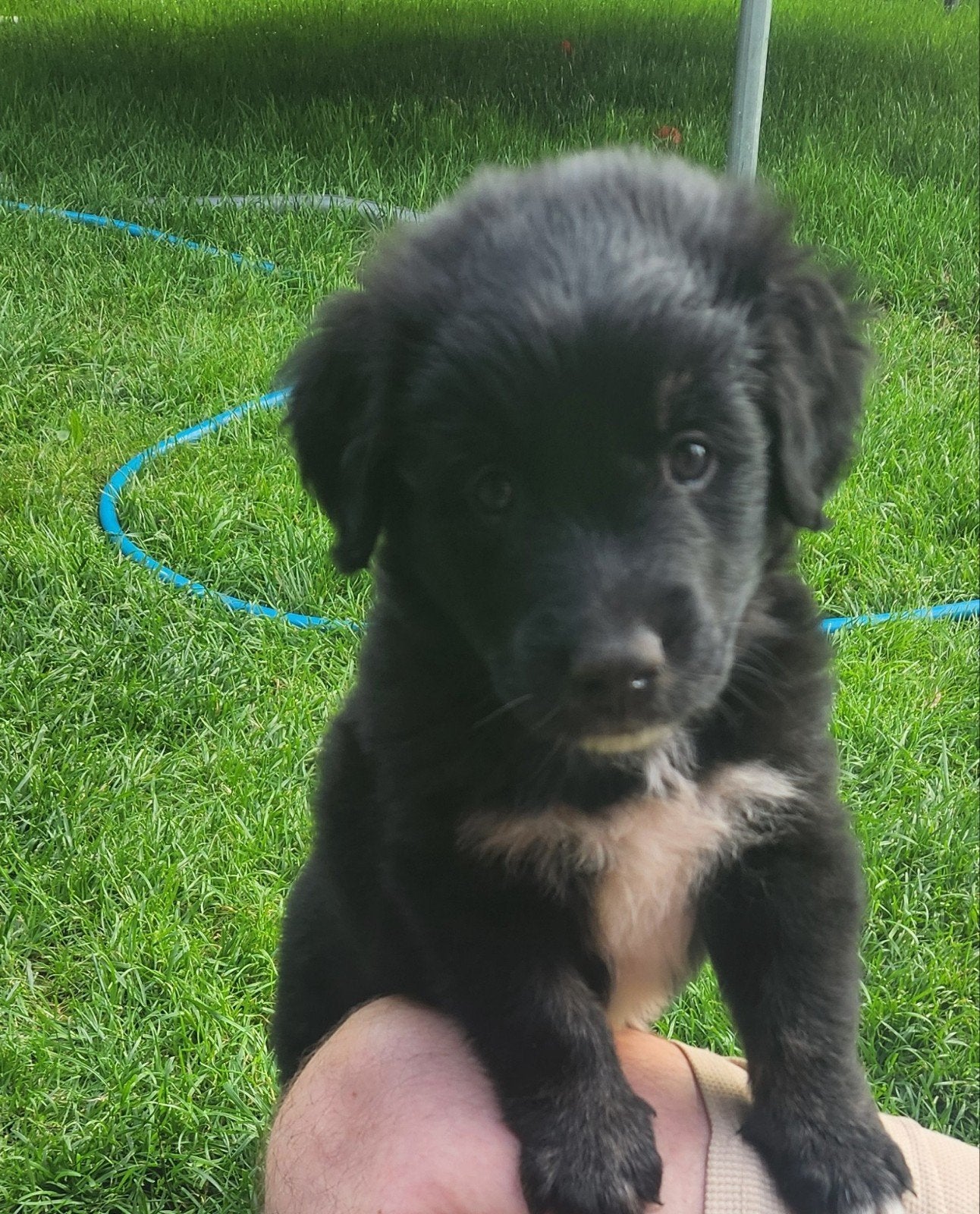 Prachtige australian shepherd x golden retriever pups, Dieren en Toebehoren, 8 tot 15 weken, Parvo, Meerdere, Meerdere dieren