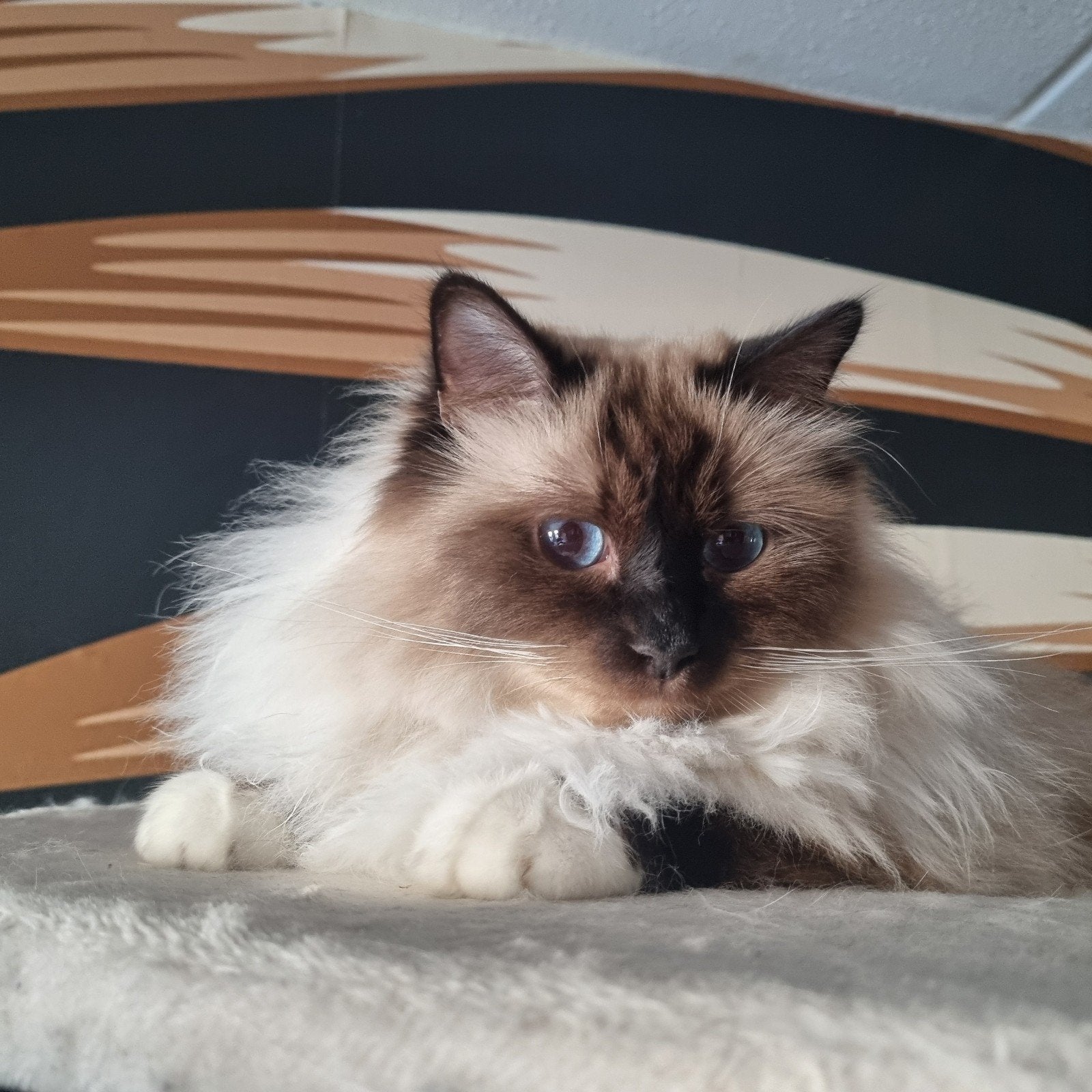 heilige birmaan, Dieren en Toebehoren, Katten en Kittens | Raskatten | Langhaar, Kater, Met stamboom, 3 tot 5 jaar