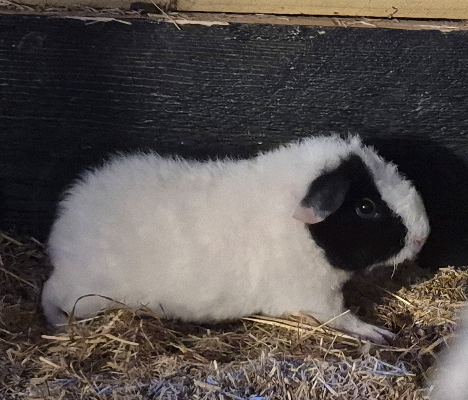 US teddy beertje, Dieren en Toebehoren, Knaagdieren, Cavia, Mannelijk, Juli, Tam
