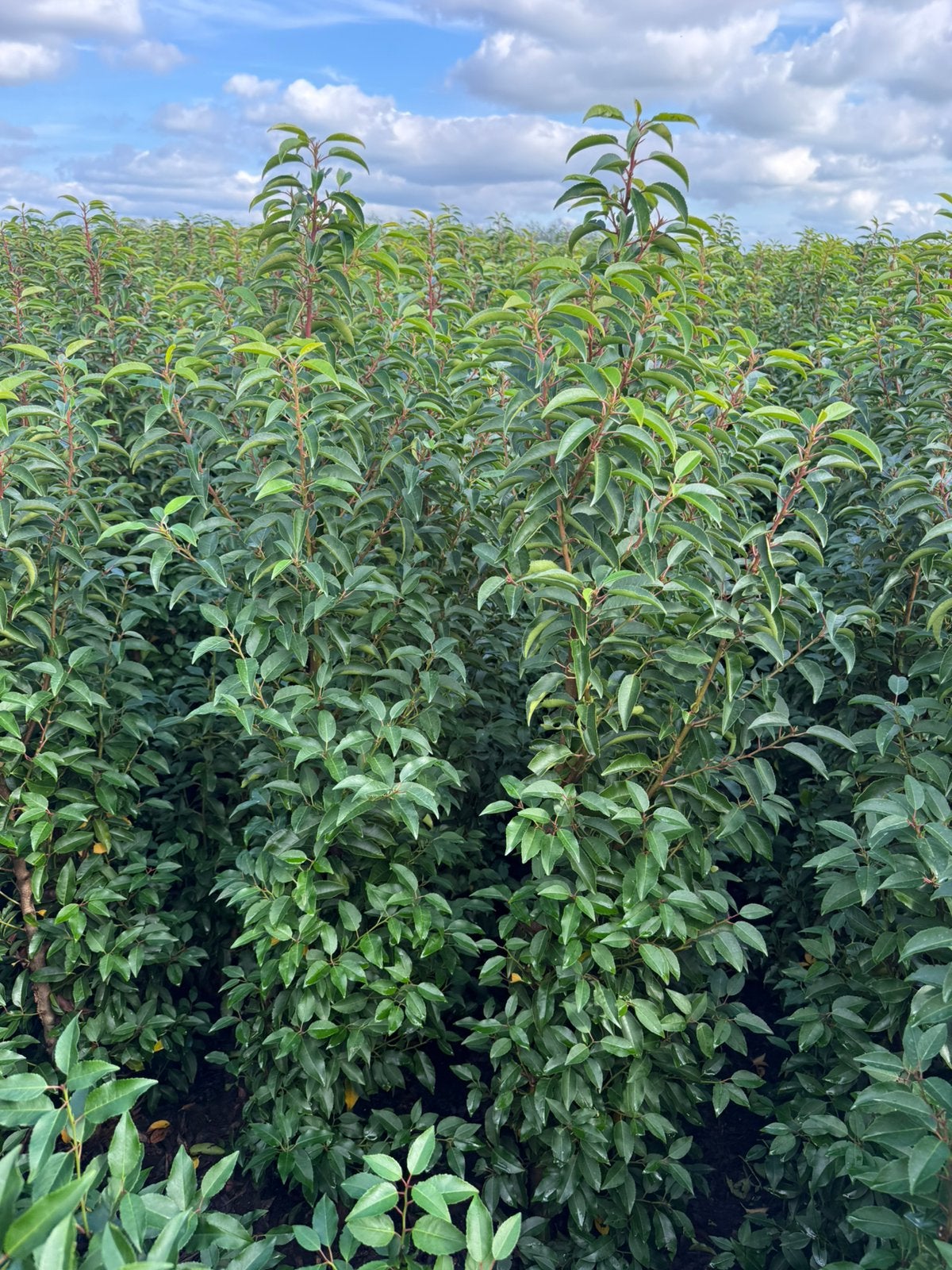 Portugese laurier, Ophalen, Laurier, 100 tot 250 cm